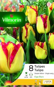 Tulipe Cape Town (x8)